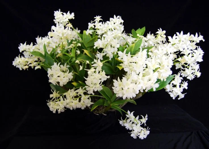 Spotlight: Dendrobium mini snowflake 