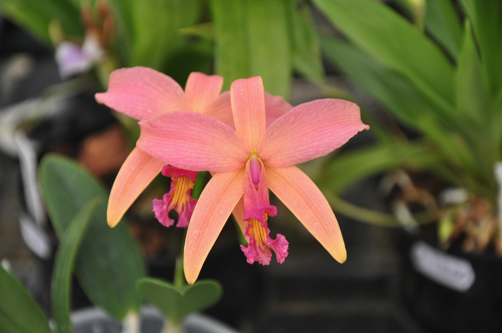 Top 5 Easiest Orchids to Grow 