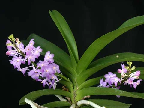 Spotlight: Rhynchocentrum Lilac Blossom