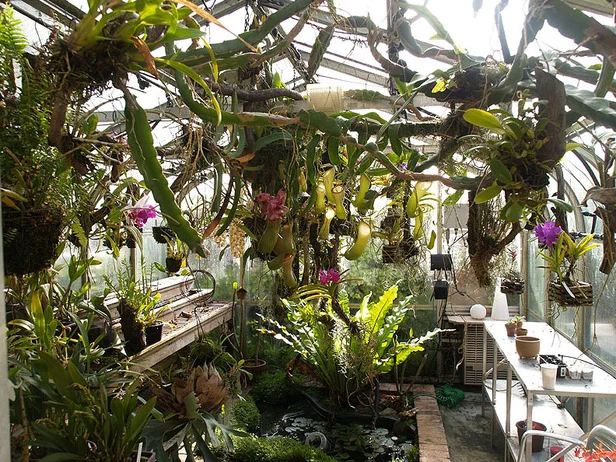 Orchid Haul # 1! Order from Paramount Orchids