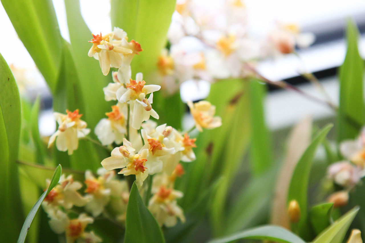 Spotlight: Oncidium twinkle 