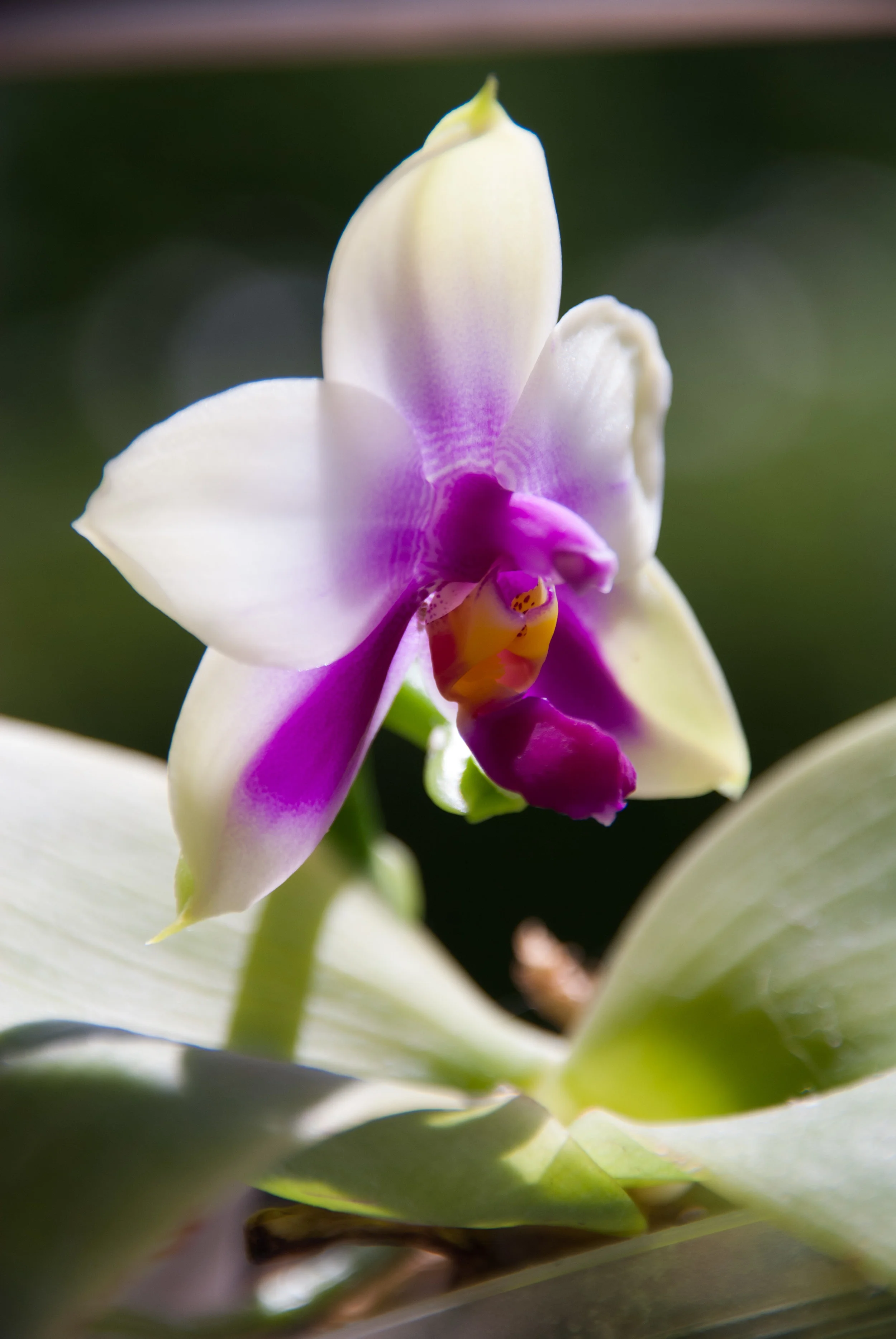 Spotlight: Phalaenopsis Bellina 