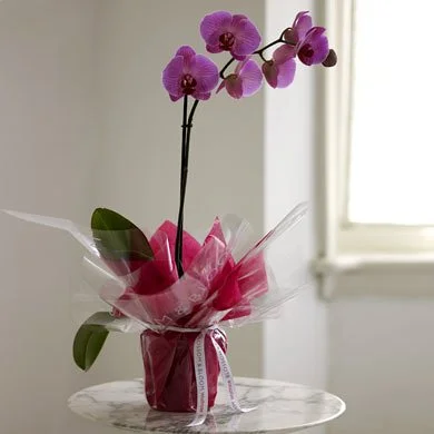 Tips for Buying from Online Orchid Vendors