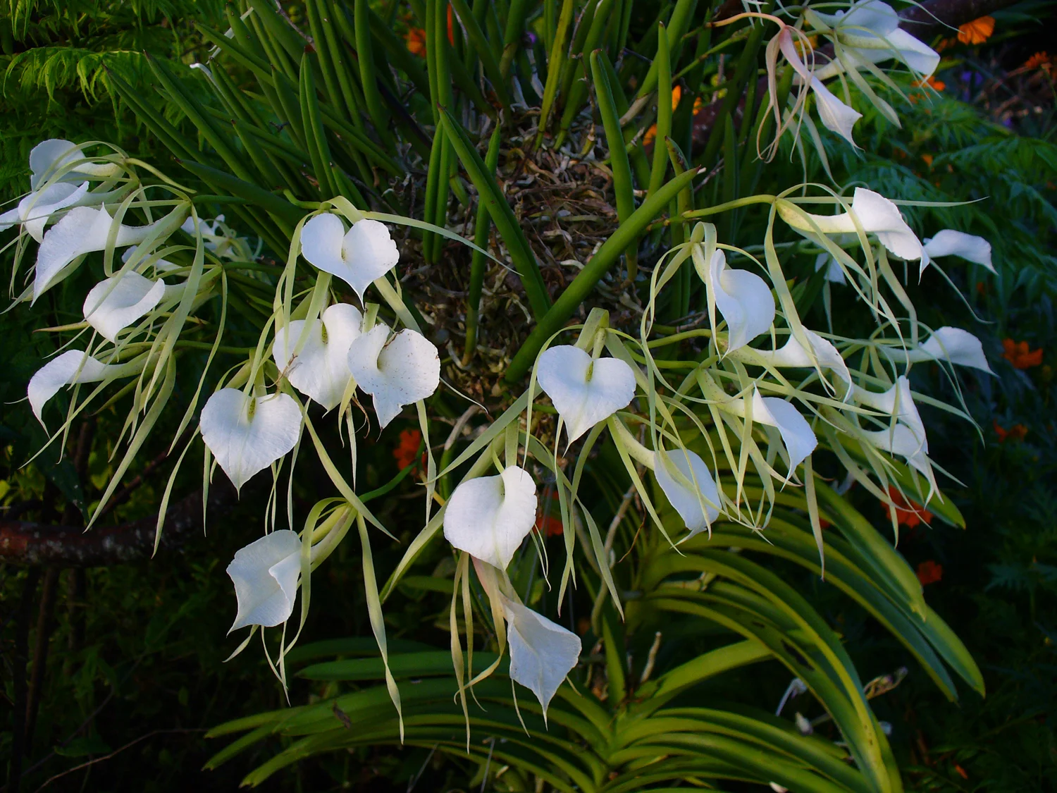 Spotlight: Brassavola nodosa