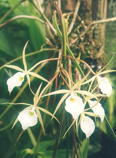 Spotlight: Brassavola flagellaris