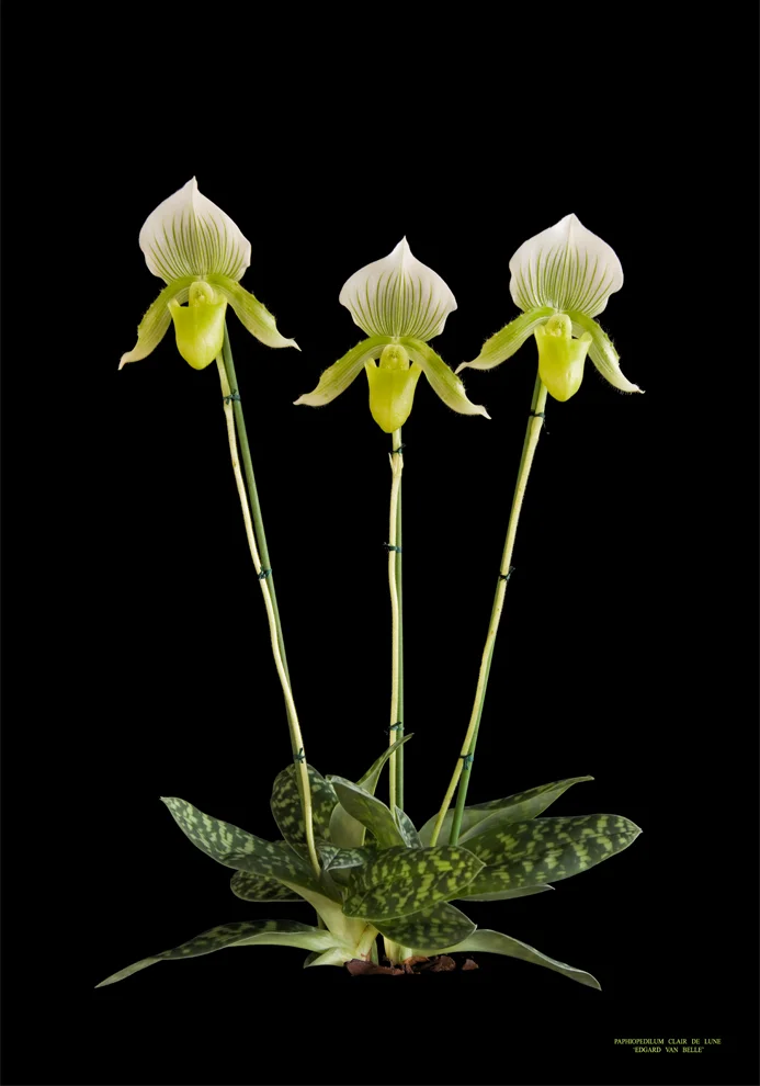 Spotlight: Paphiopedilum Claire de Lune 