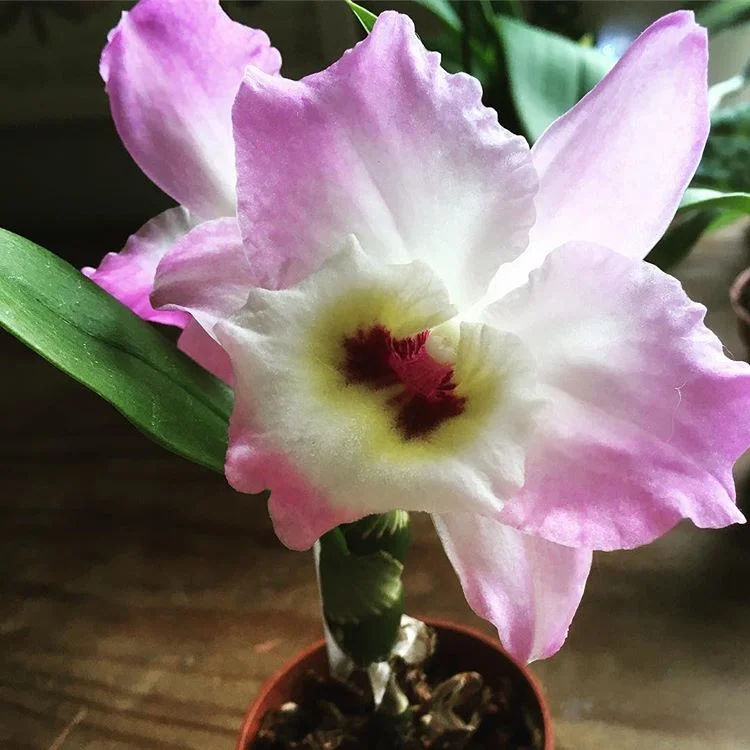 Dendrobium Sweet Pink Love in bloom!