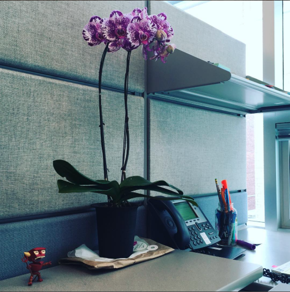 Absolute Beginners VERY BASIC Orchids Tips & How to