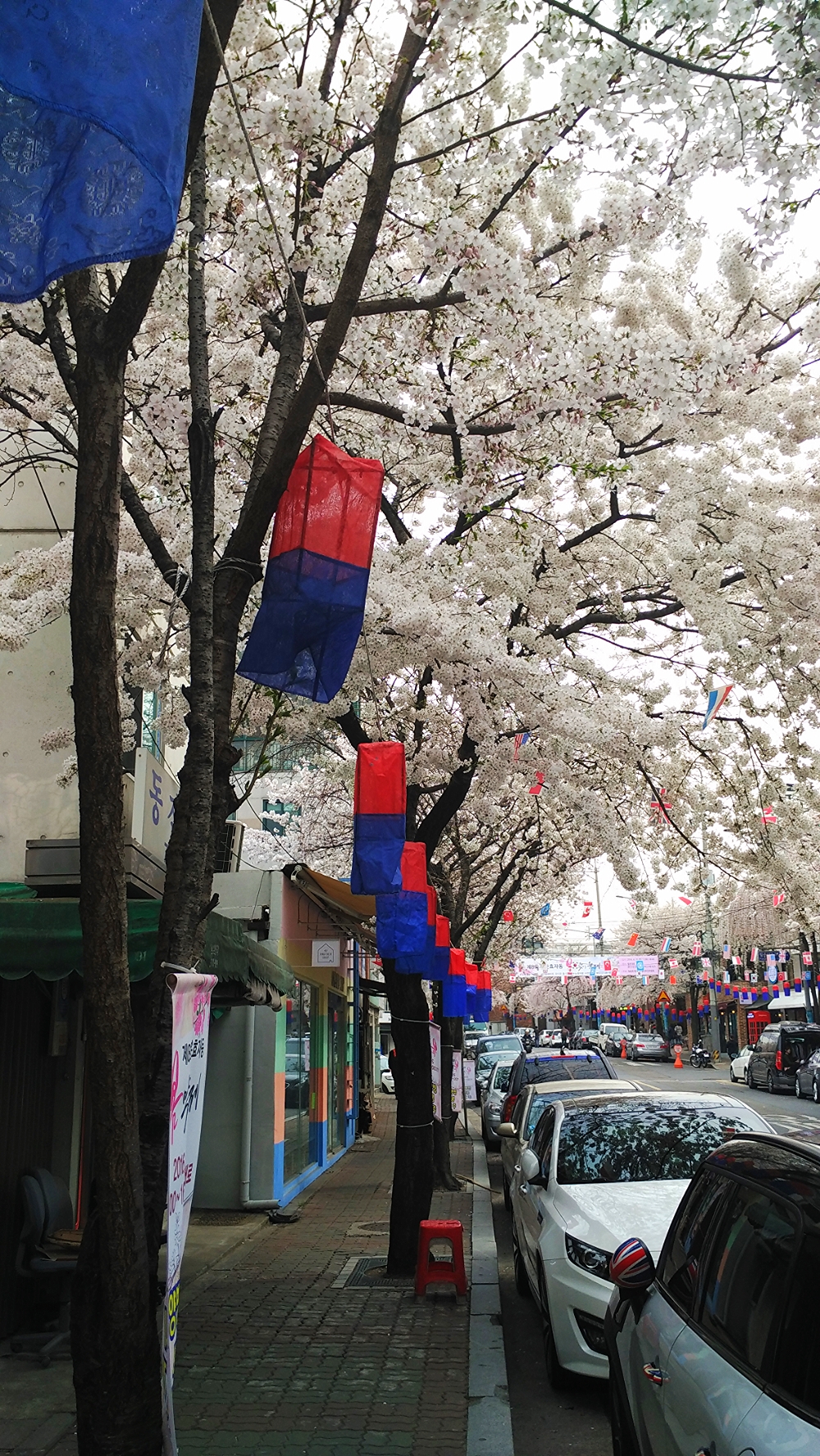Cherry Blossoms in April