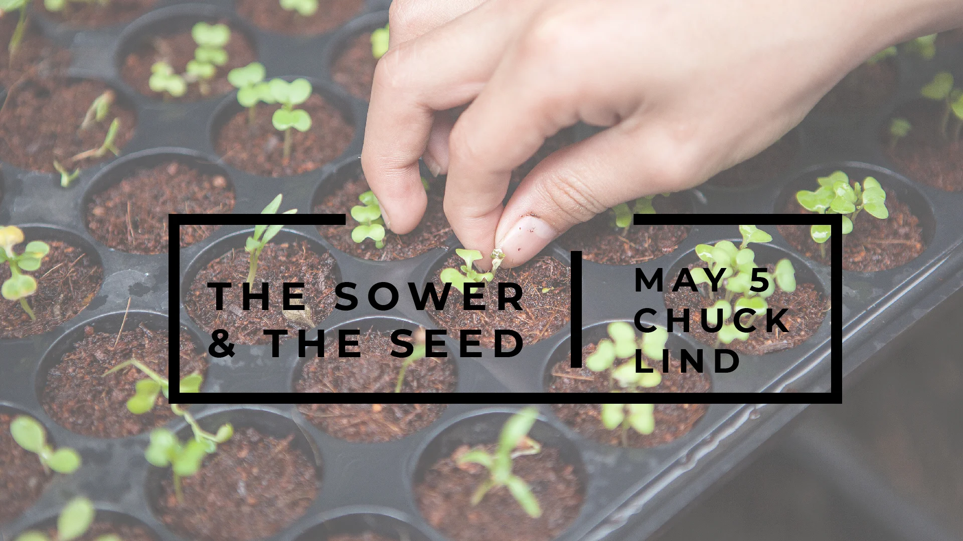 Sower & Seed.jpg