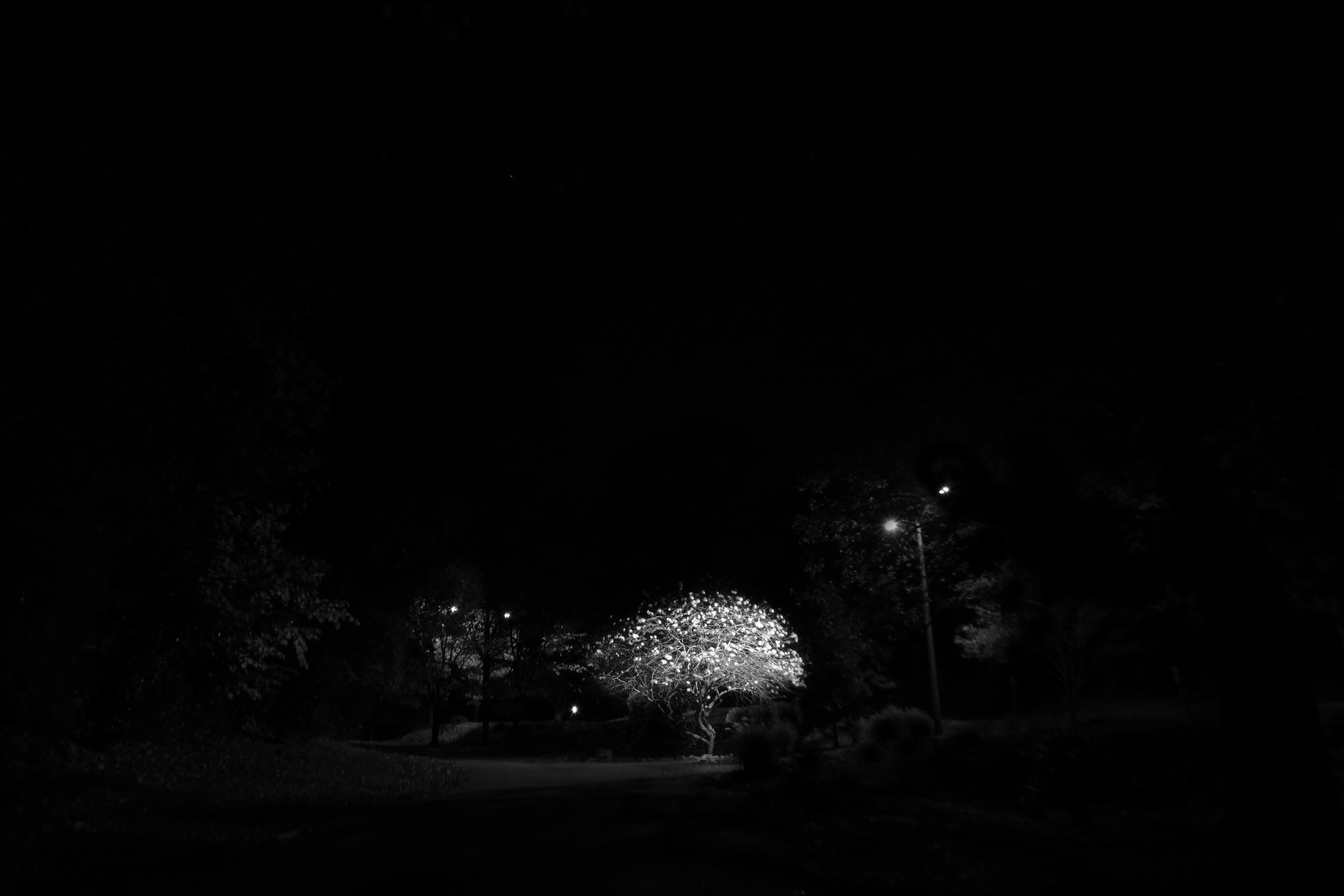 The Tree.jpeg