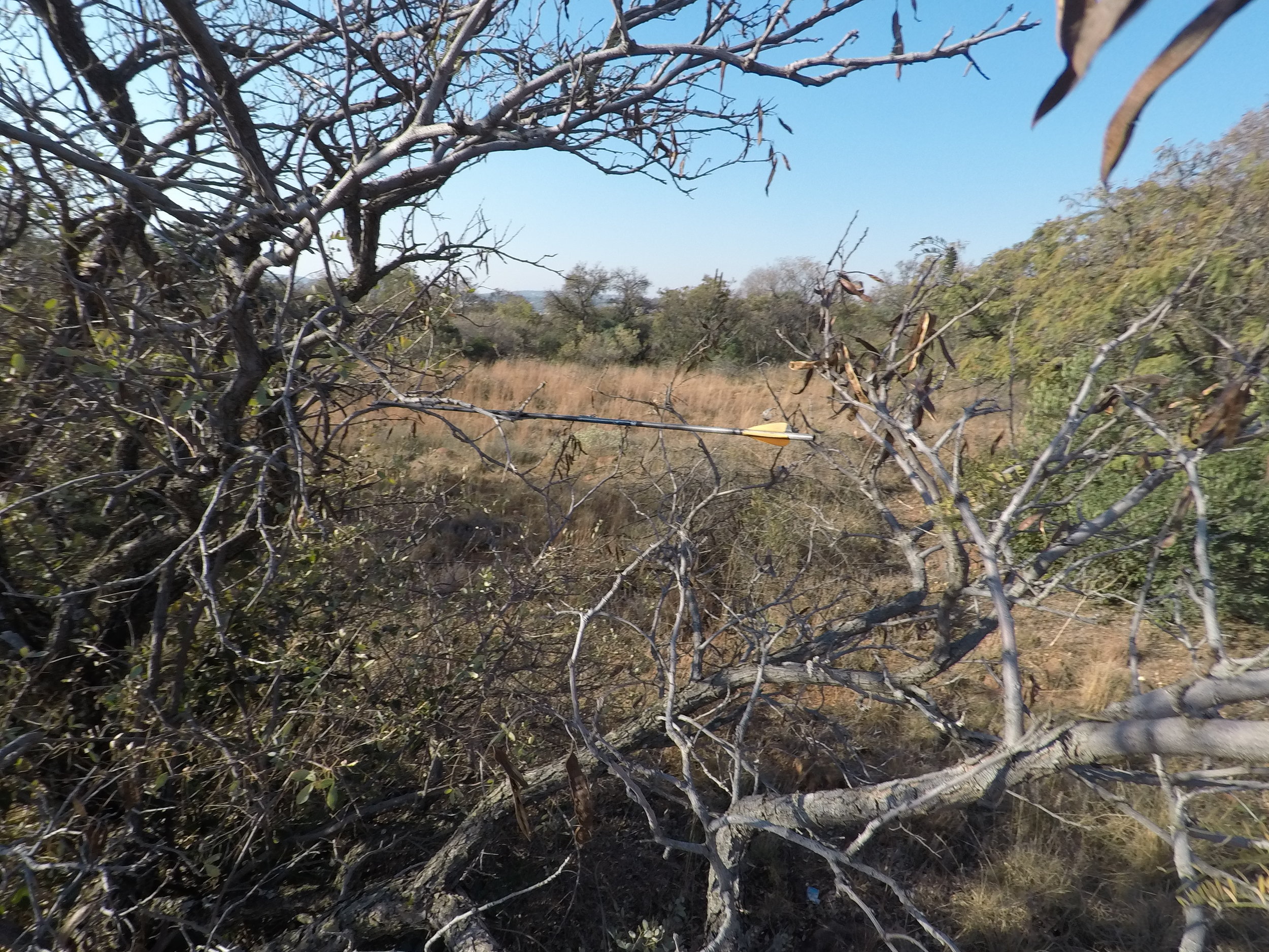 One of Karsten's trick shots! Bounced on a rock and landed softly on these branches intact and re-shootable! 