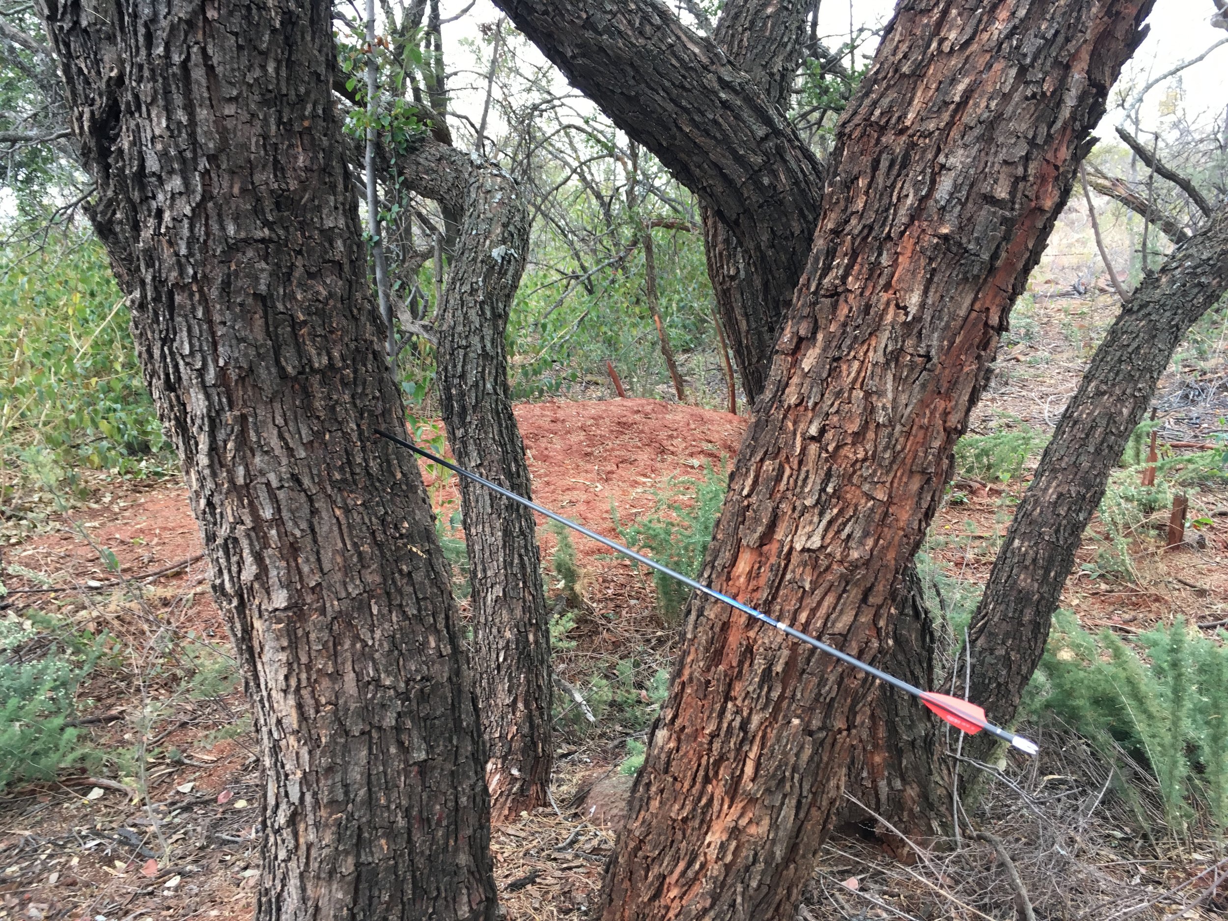 Not much to see here, just an arrow that looks a lot like one of my arrows, but I never miss!