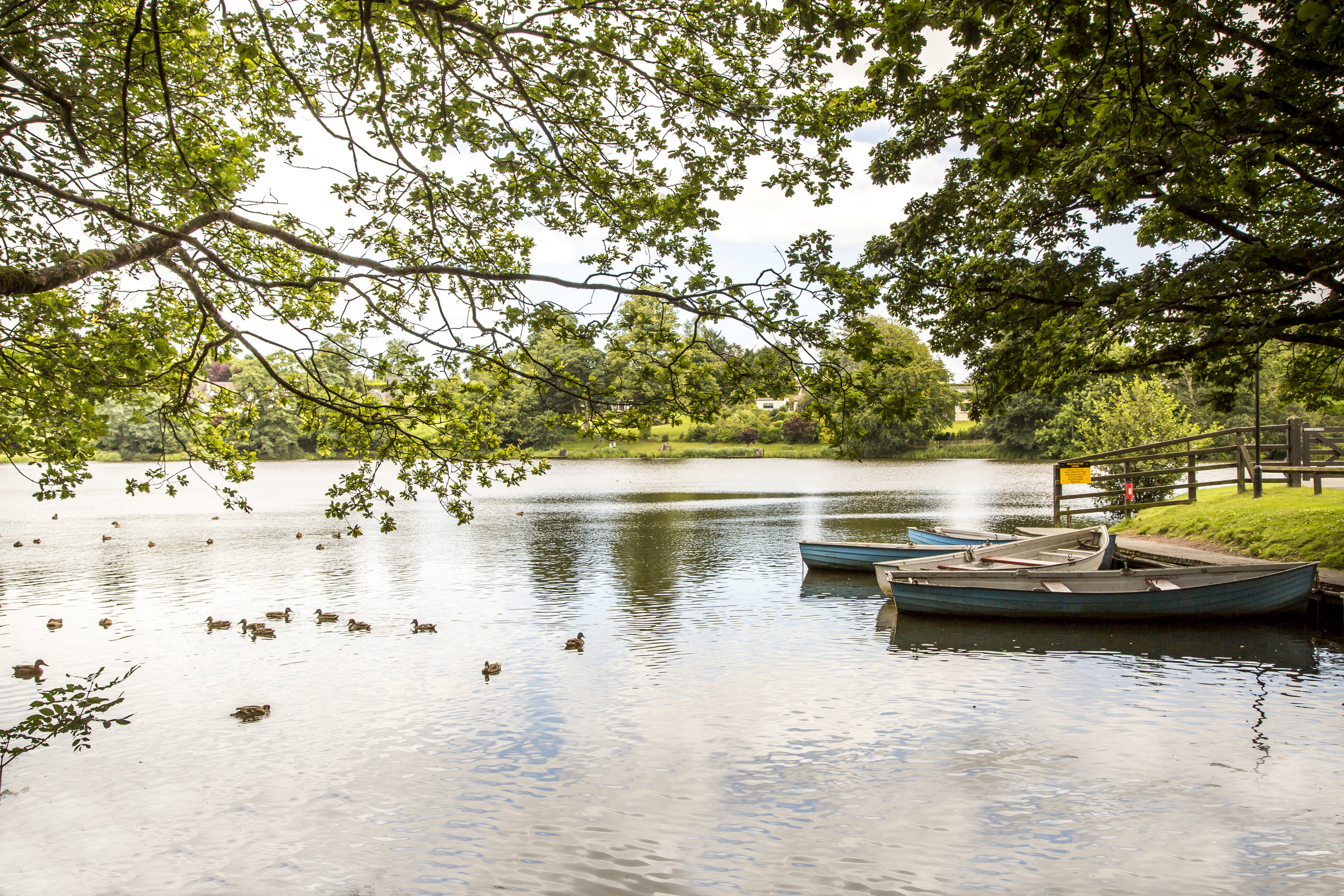 Dungannon Park, ducks on lake 1.jpg