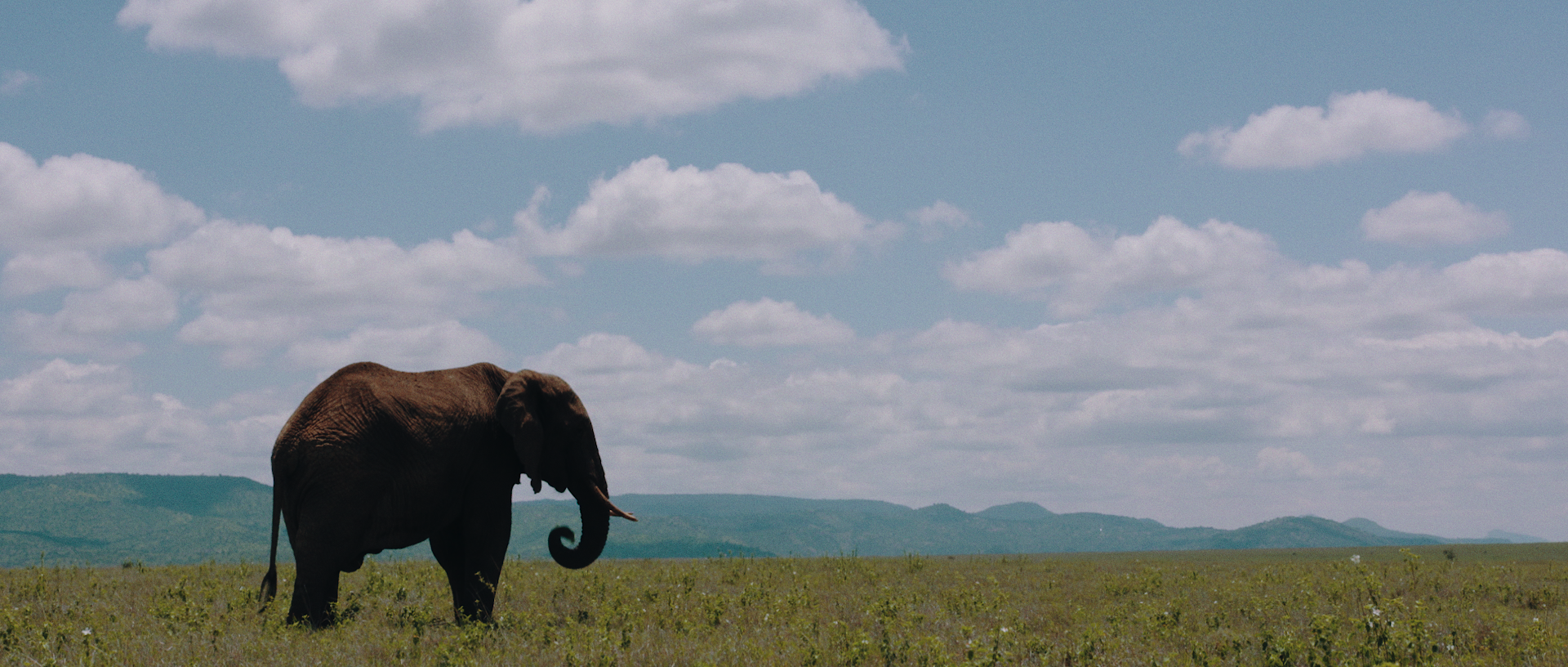 BBC Earth – Elephant 1.png