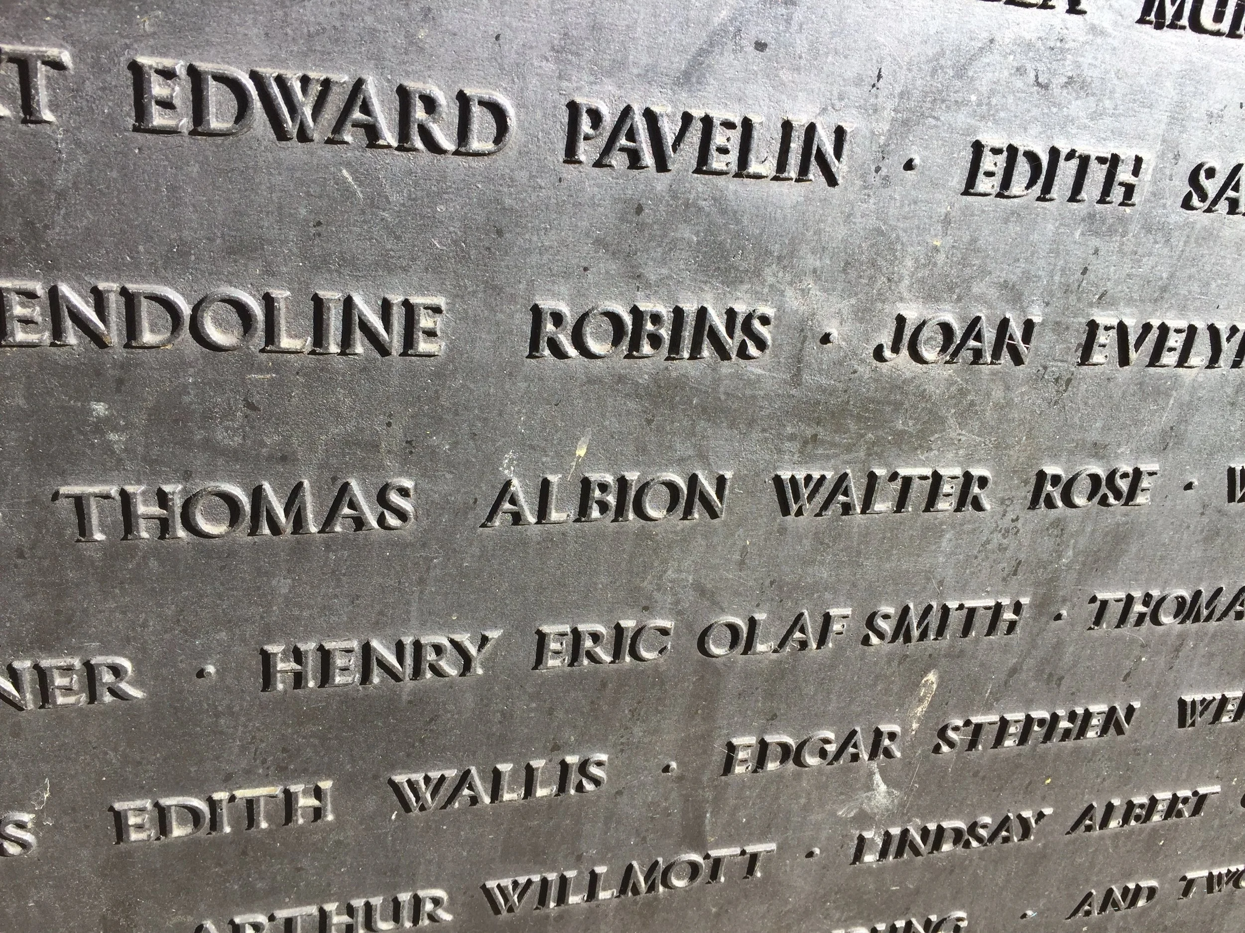 The Albion Water Rose