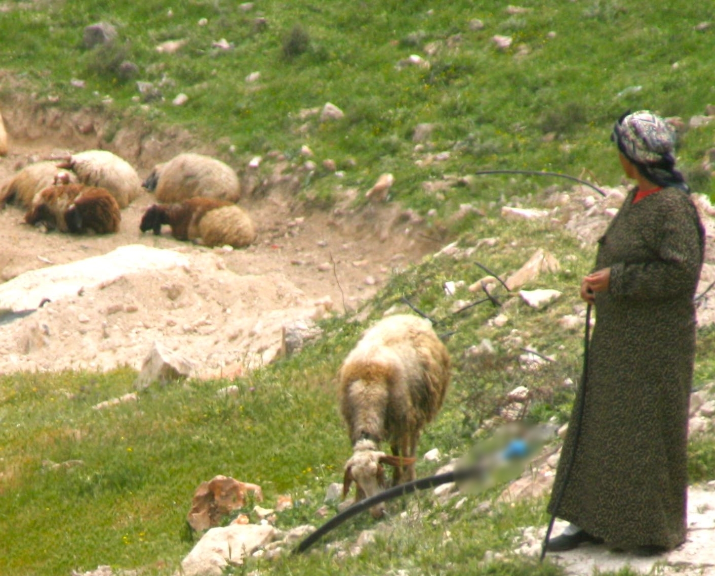 Shepherdess near Jerusalem