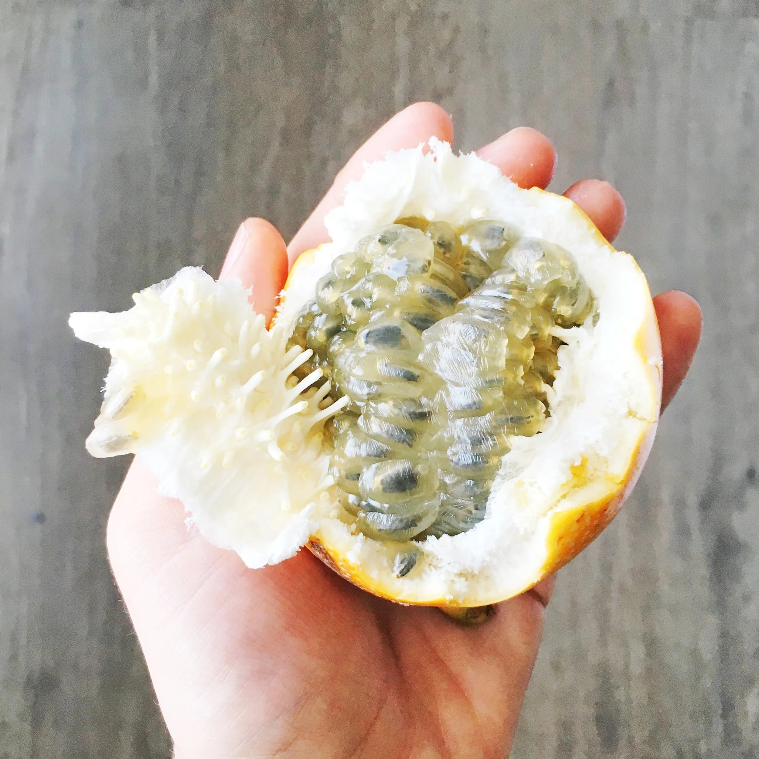 GRANADILLA