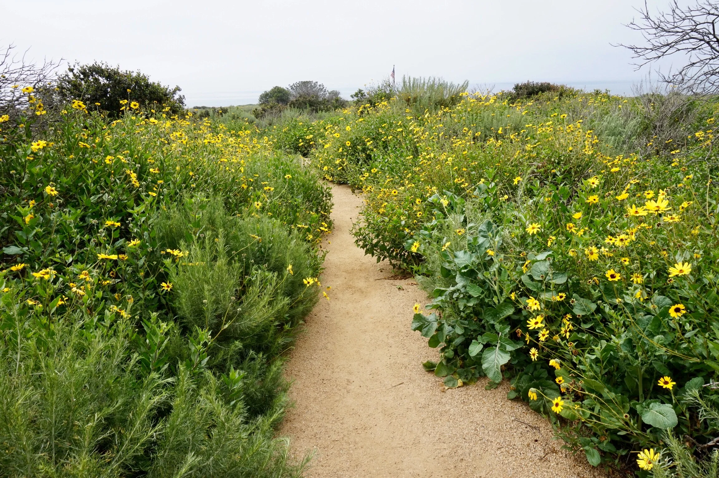 Learn How to Improvise