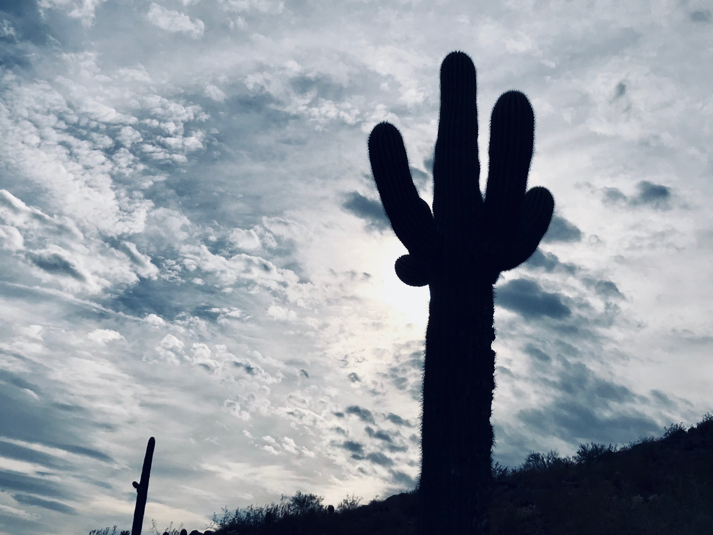 Camelback Cactus
