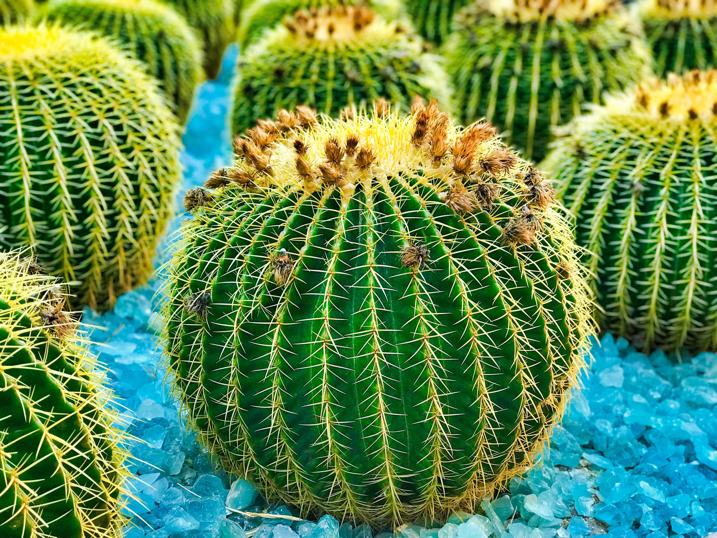 Cushion or Cactus?