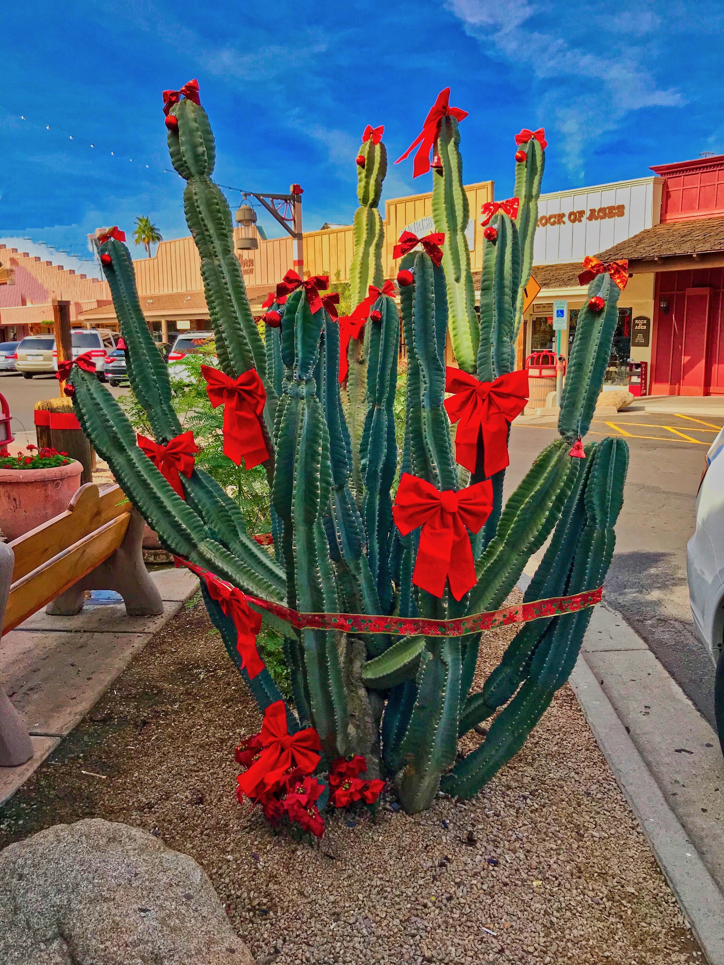 Christmas Cactus
