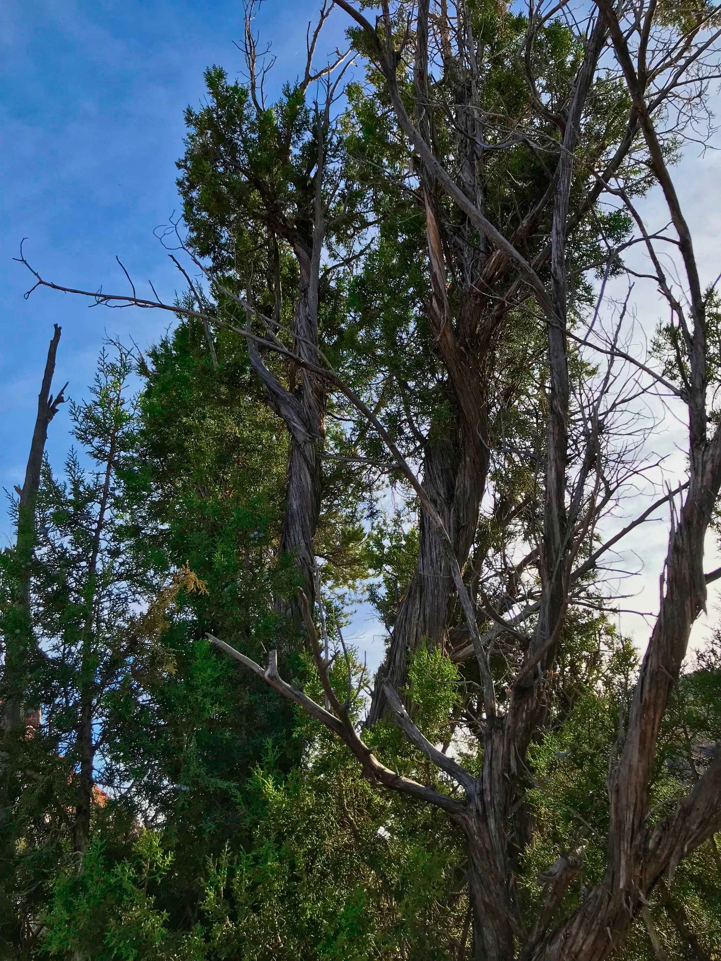 Twisted Tree