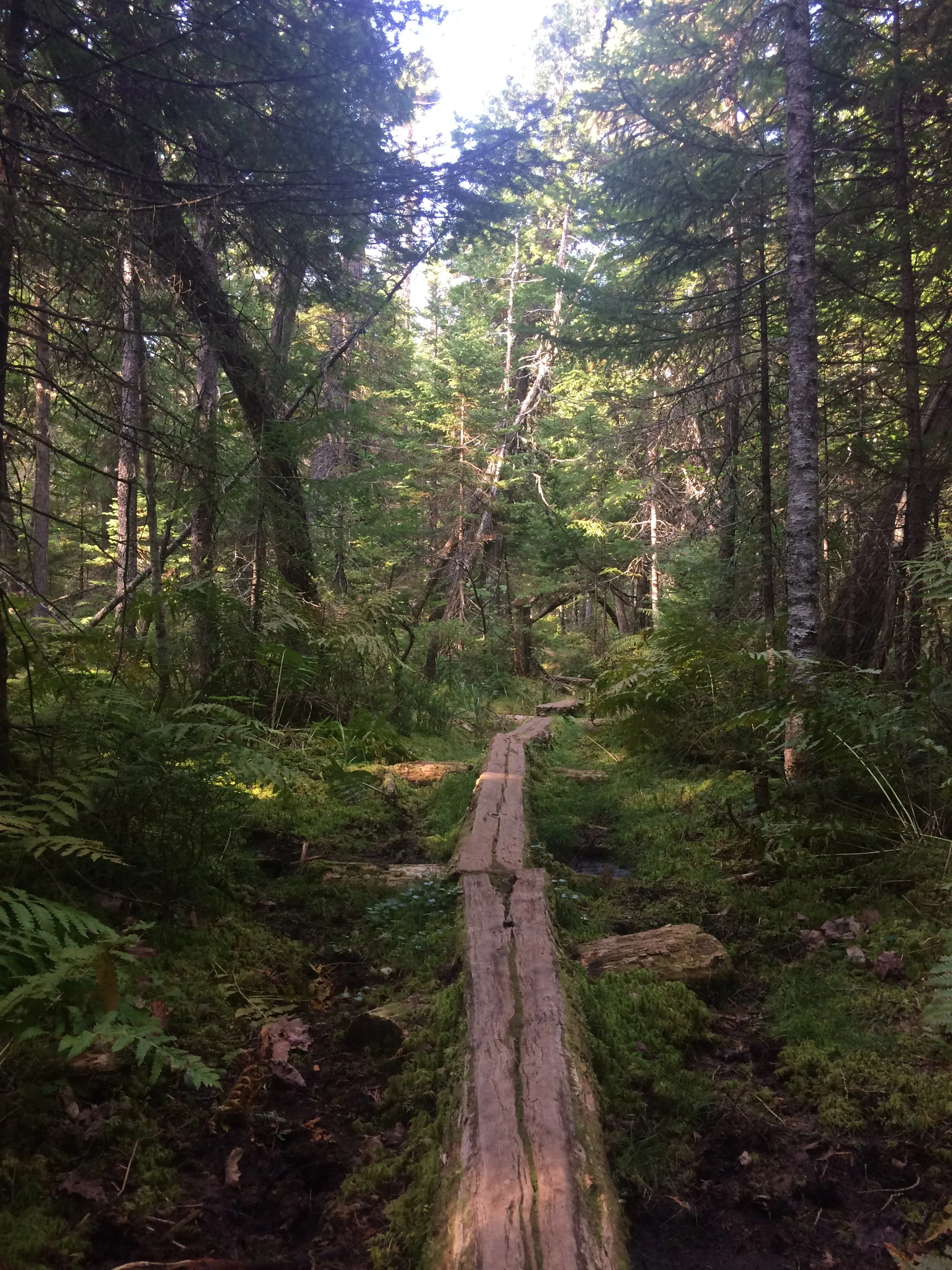 The final mile of the 100 mile Wilderness
