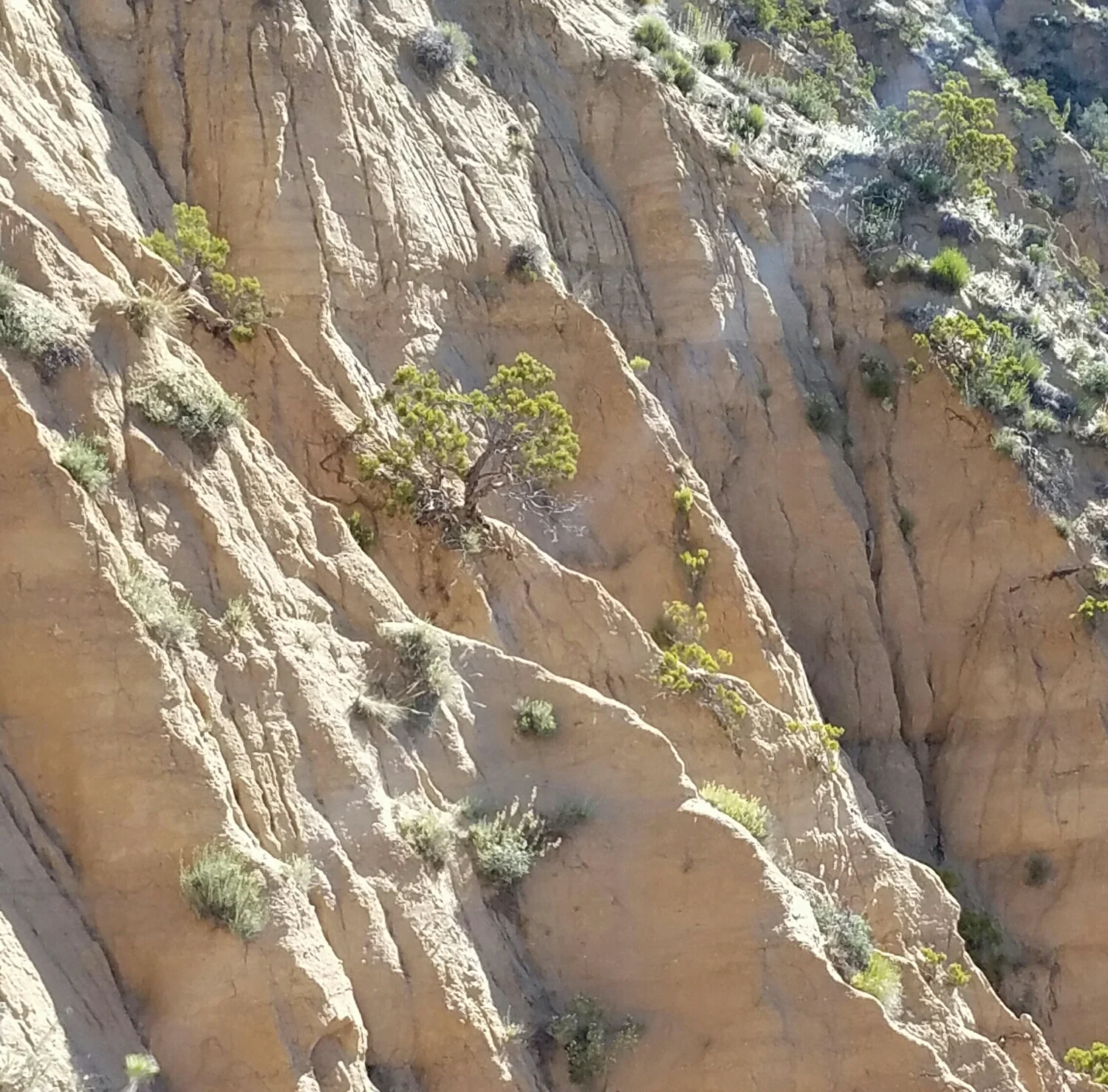 a tree growing from the side of a canyon.