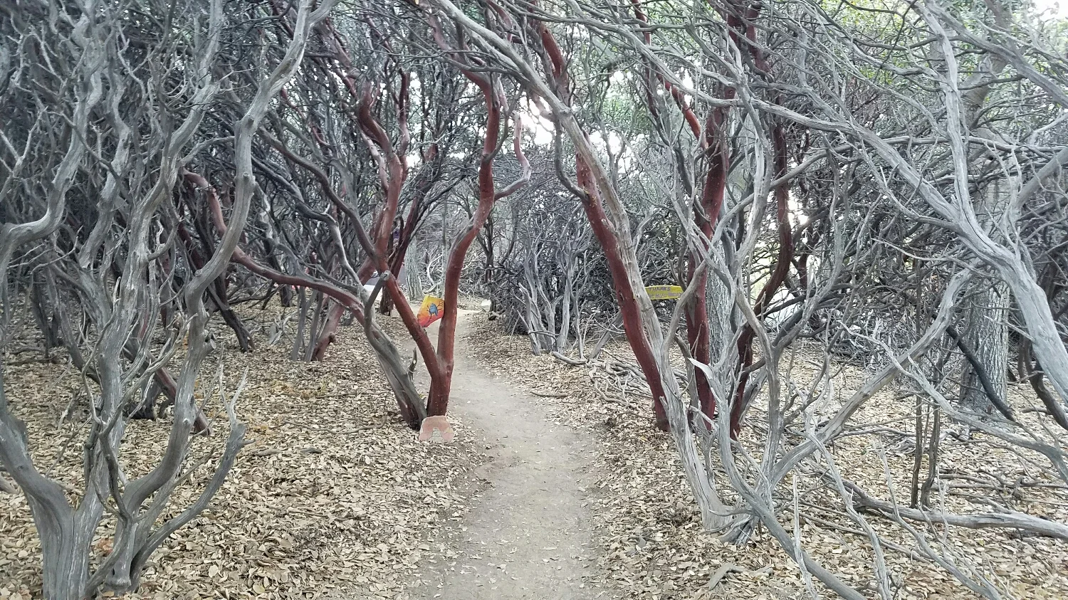 the path to get back to the tent sites. It's a little confusing during the day so you can imagine walking back there at night after a couple beers :)