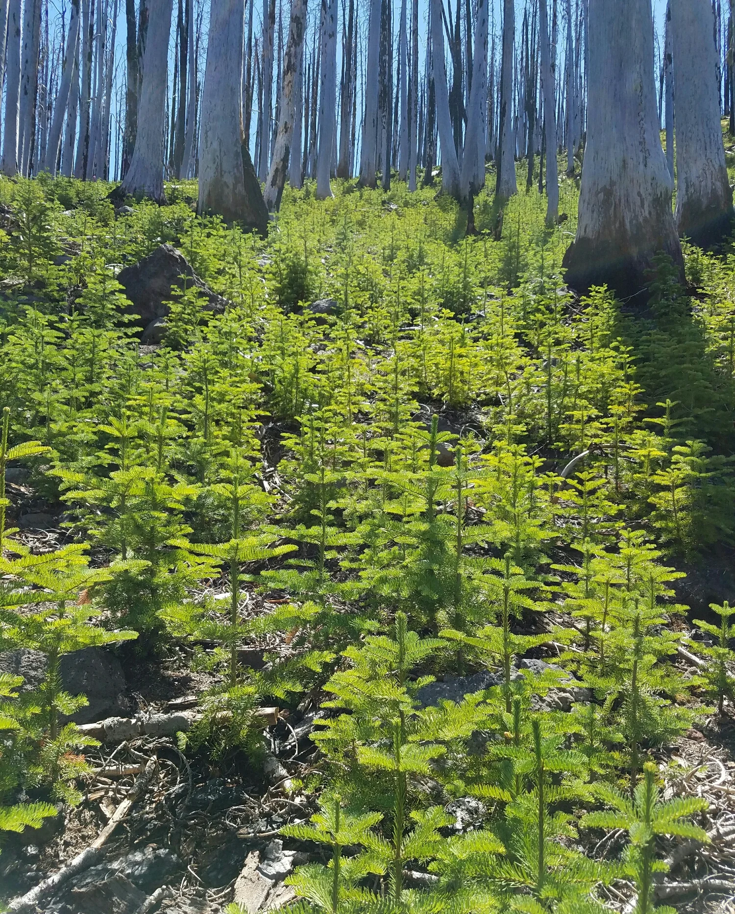 after a forest burns, a new one grows