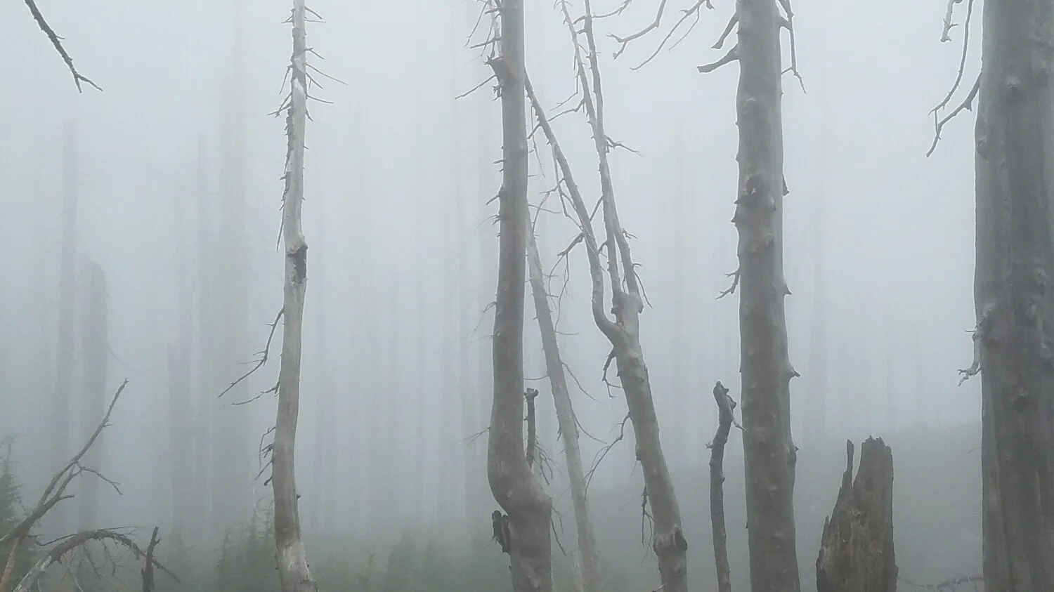 an eerie day on trail