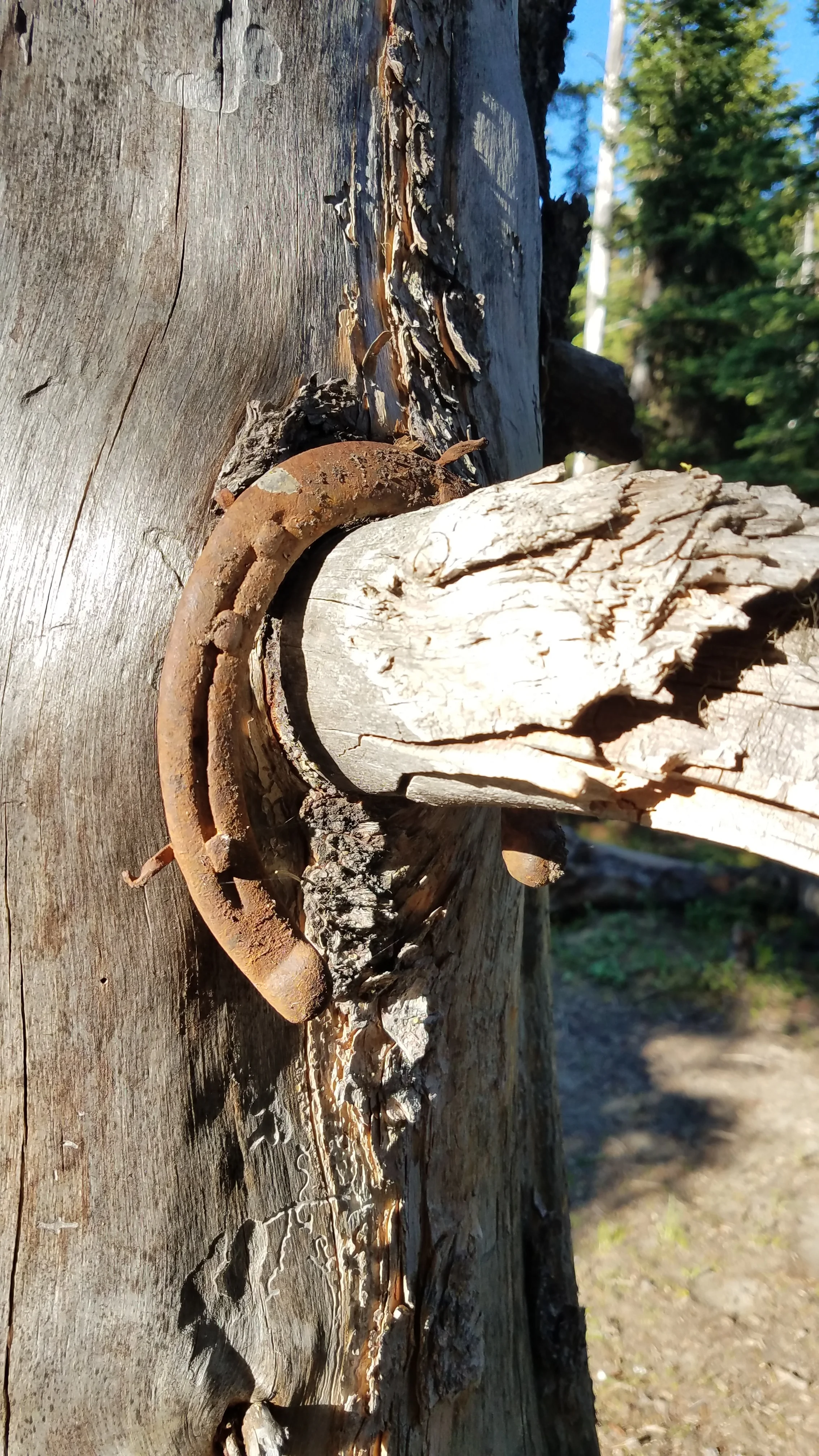 An old horseshoe hangs from a tree where I camped one night.