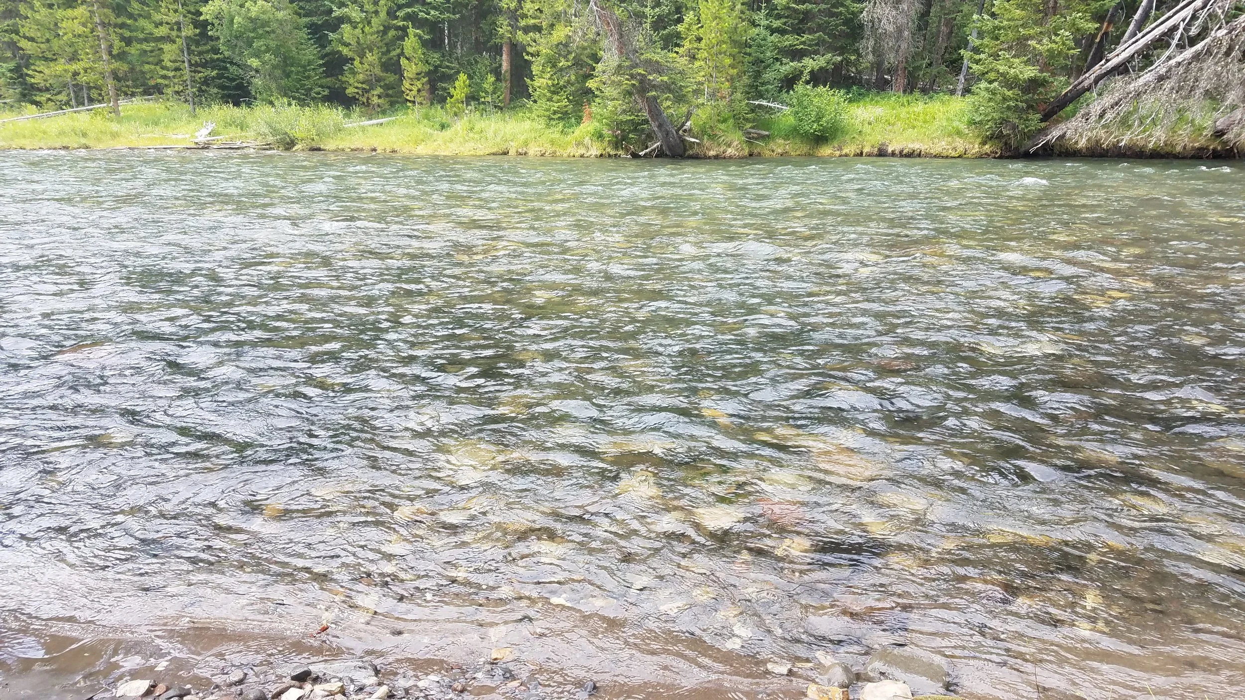 River fording time. The most difficult I've had so far was the North Buffalo Fork (south buffalo fork pictured here). The north was about waist high and flowing pretty good.