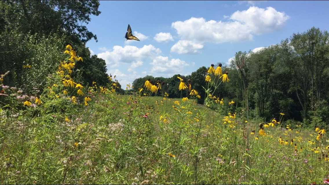 Exploring Video as a Contemplative Practice