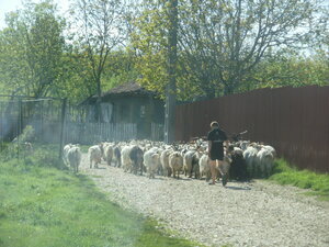 Goat Cheese, viola &amp; zarena