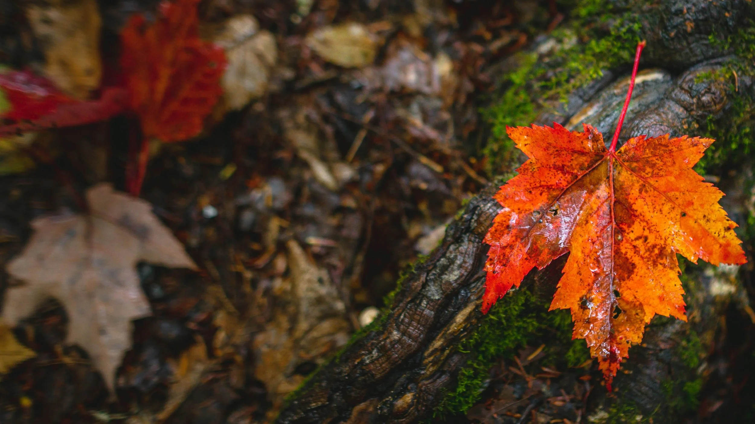 Close-up photograph of a leaf on the forest ground.