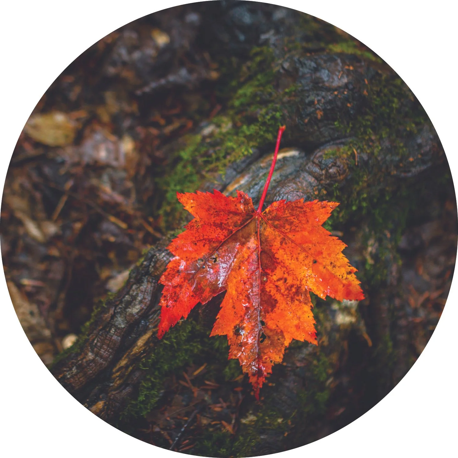 Fall leaf on a root in the forest.