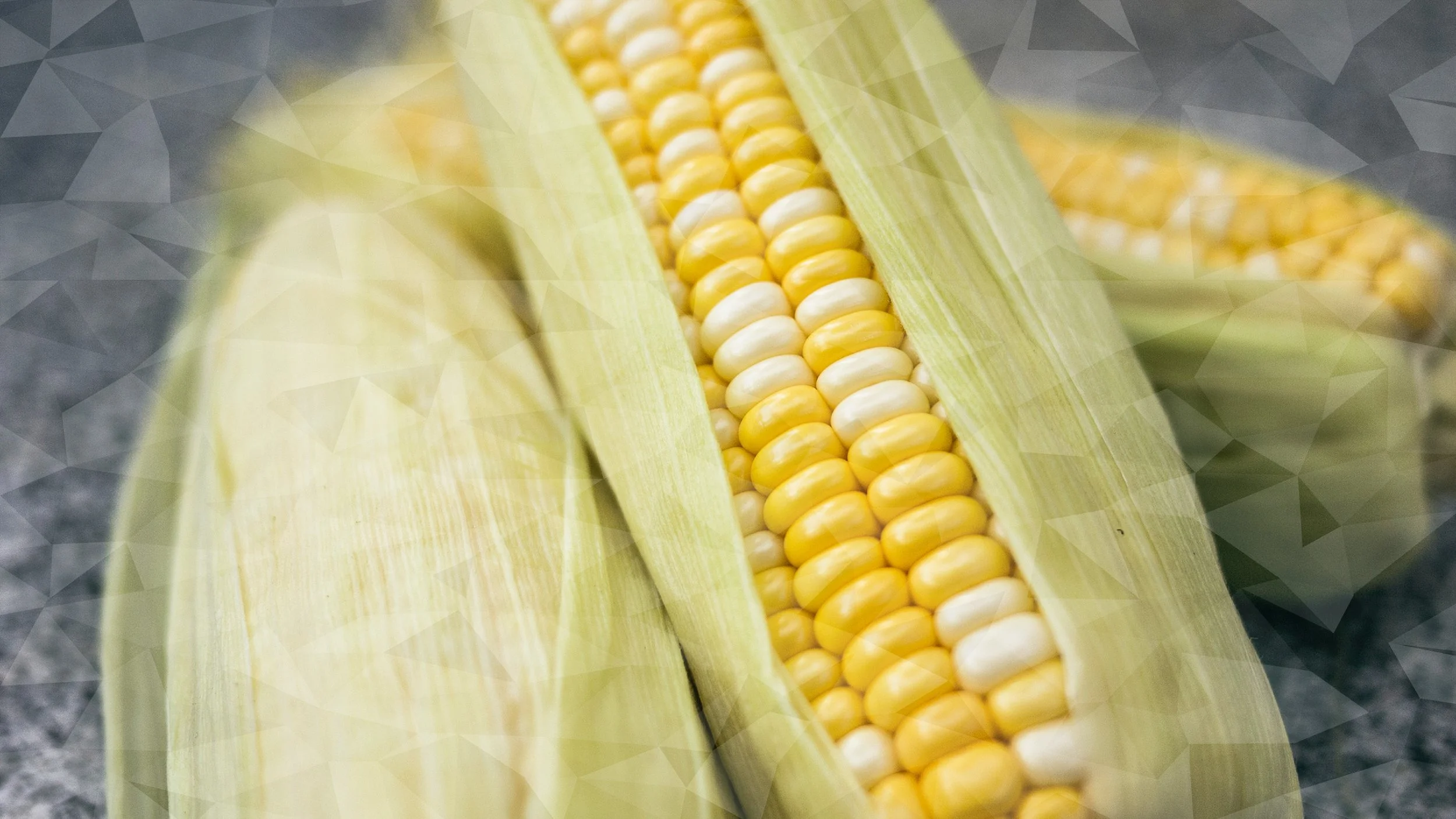 Close-up photograph of corn on the cob.