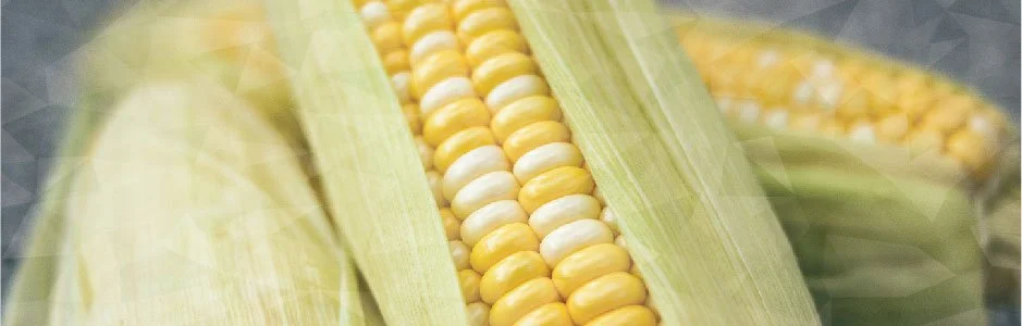 Close-up photograph of corn on the cob.