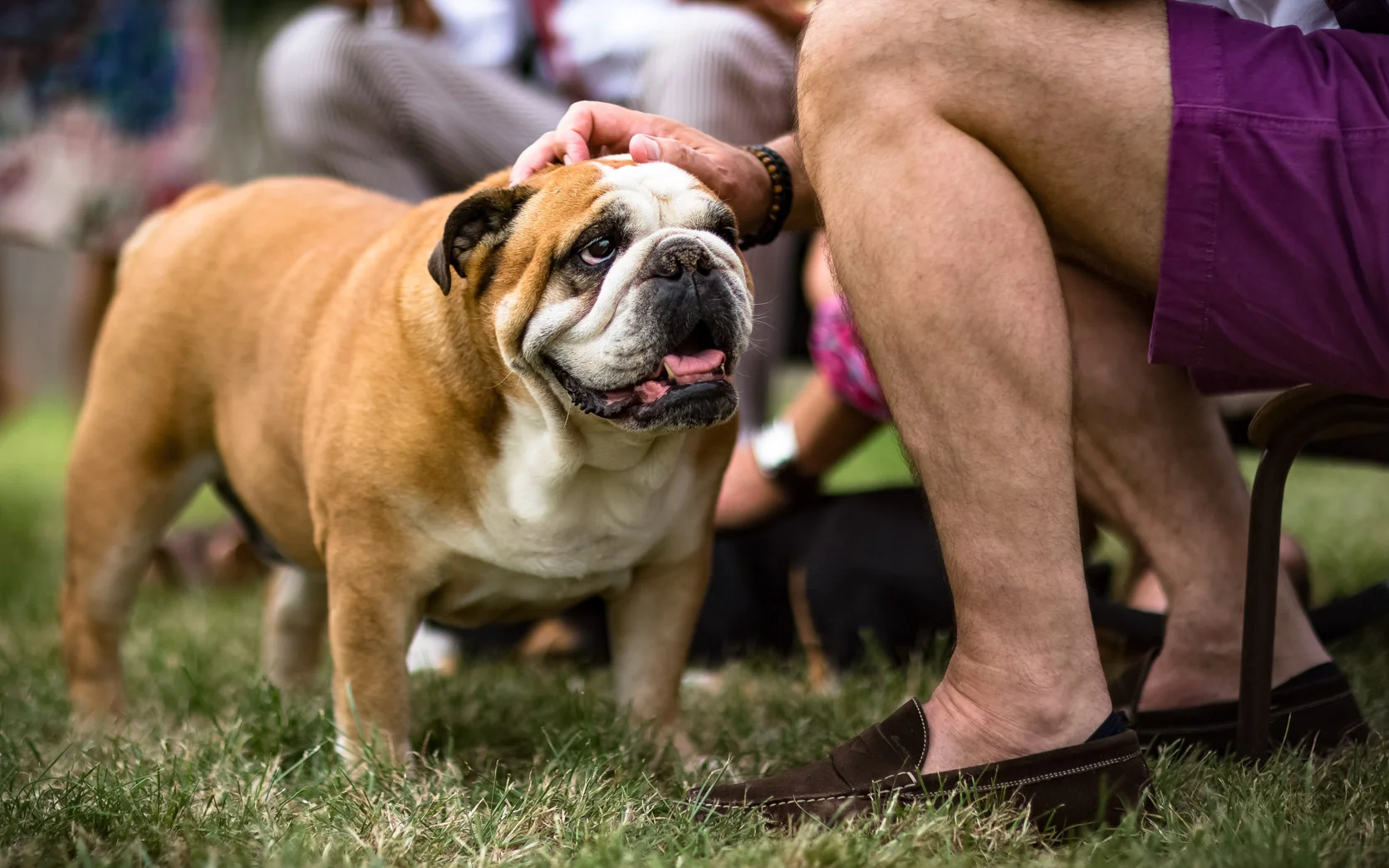 divers-bulldog.jpg