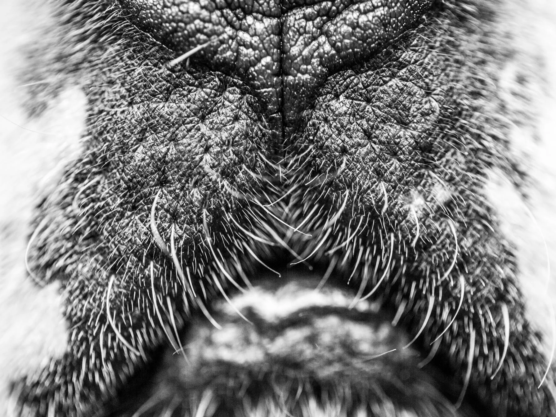 divers-chien-museau.jpg