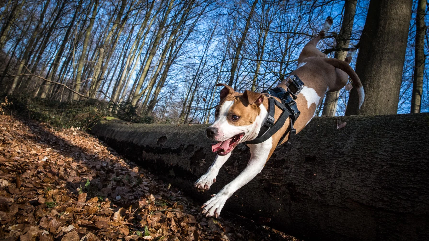divers-chien-saut-jump-dog-amstaff.jpg