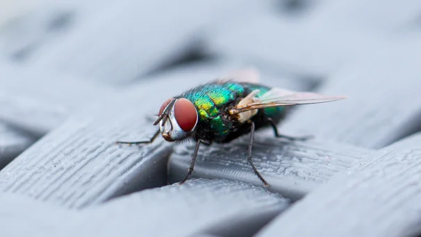 divers-mouche-macro-photo-2.jpg