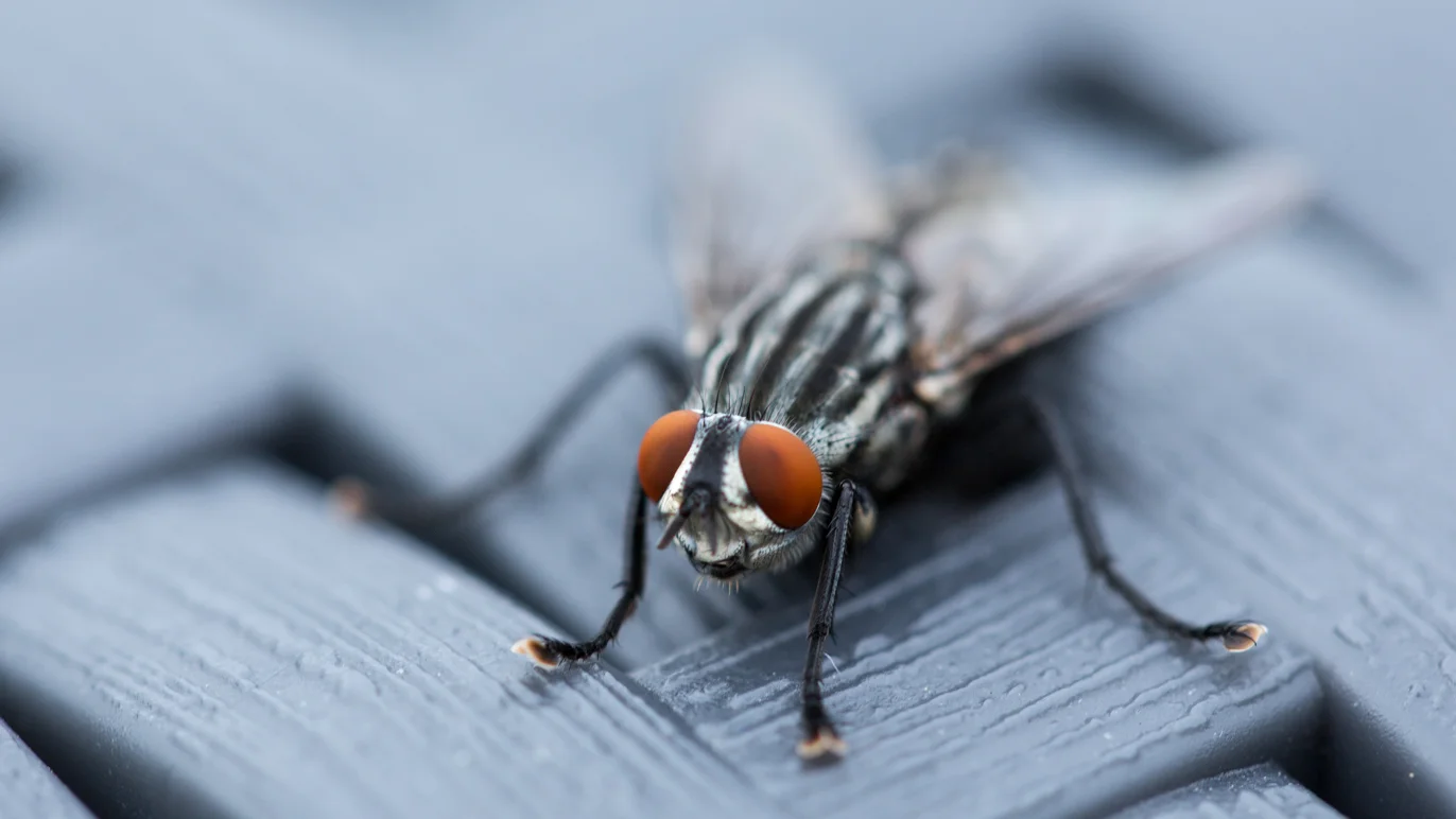 divers-mouche-macro-photo.jpg