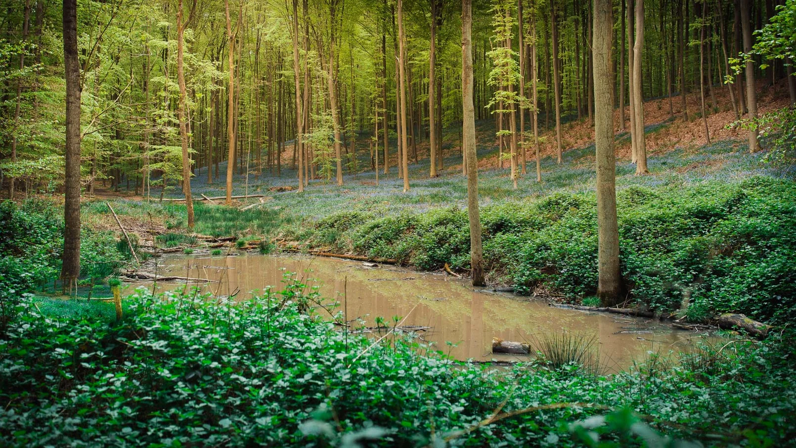 Hallerbos