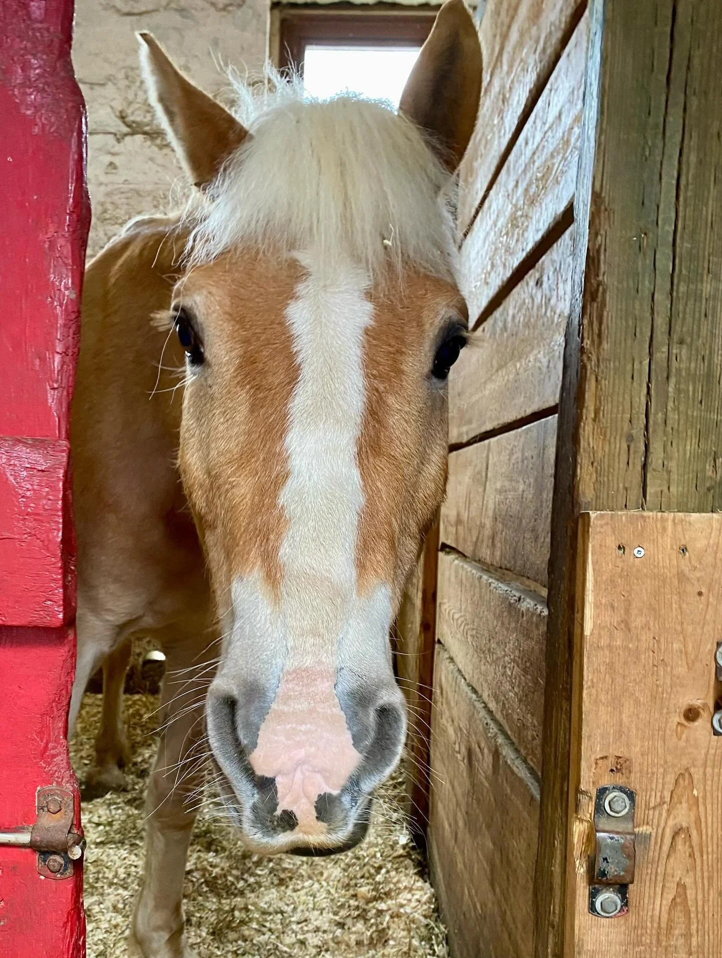 nutters in stall.jpg