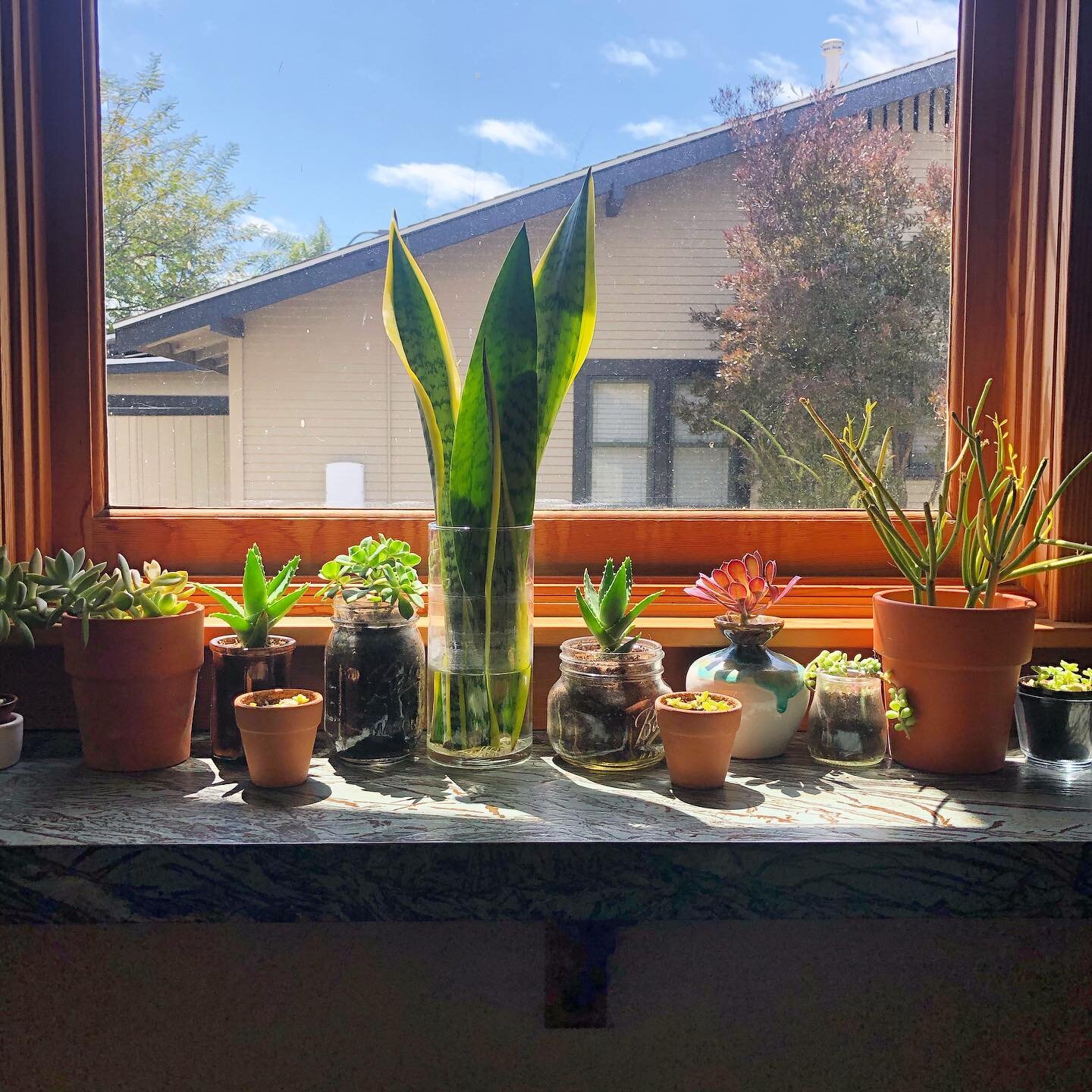 👋🏽 just a hello to say i still exist. feeling grateful for my little makeshift greenhouse window and to watch all these plant babies propagating. i hope everyone is staying home/safe/sane. a + b will be back at it at some point!