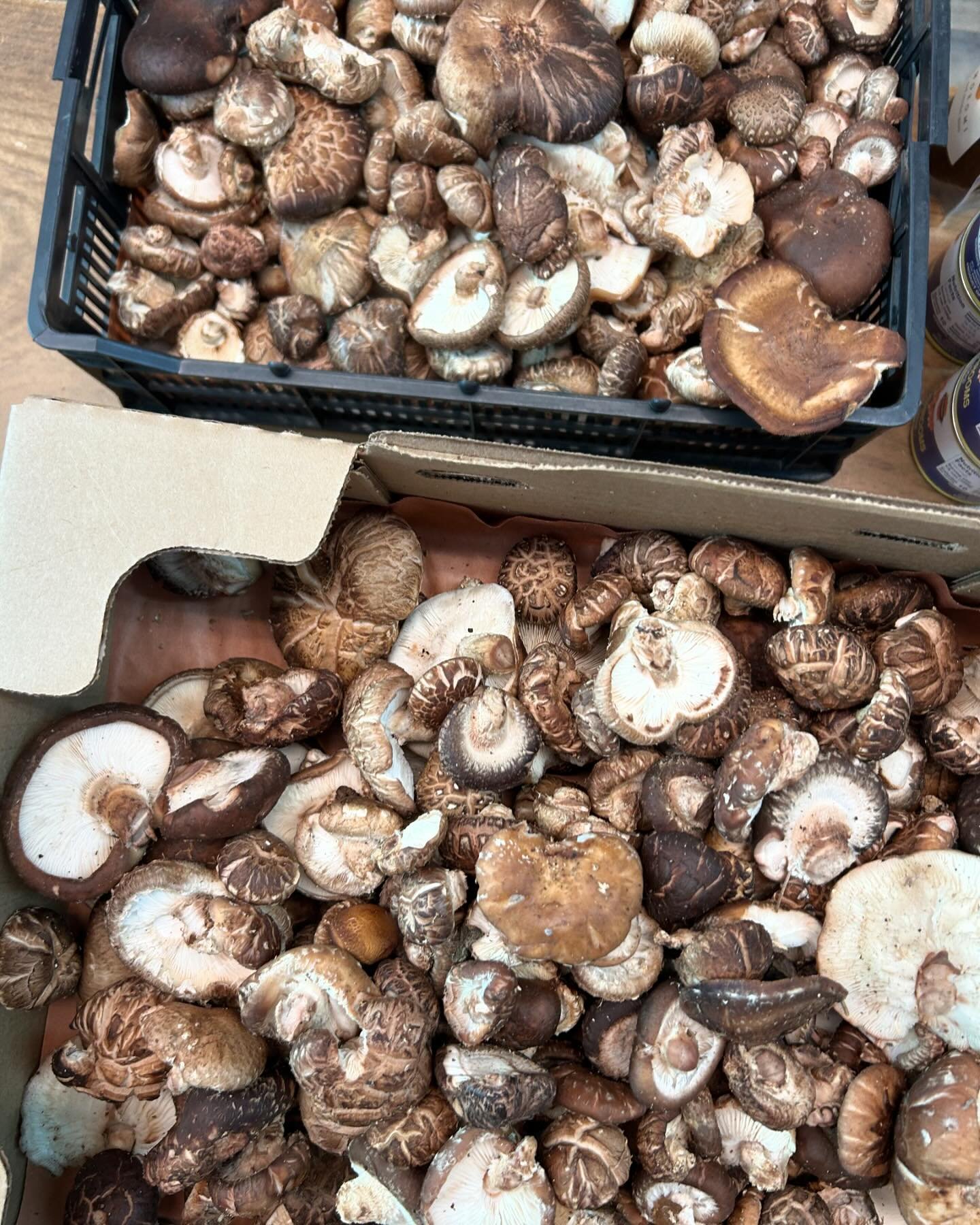 A little bit of mom&rsquo;s shiitake for the shop today- these are some of my all time favorite shiitake AND some of my all time favorite mushrooms - no joke!
.
This time of the year with the dry air and hot and cold day/nights make the skin of the m