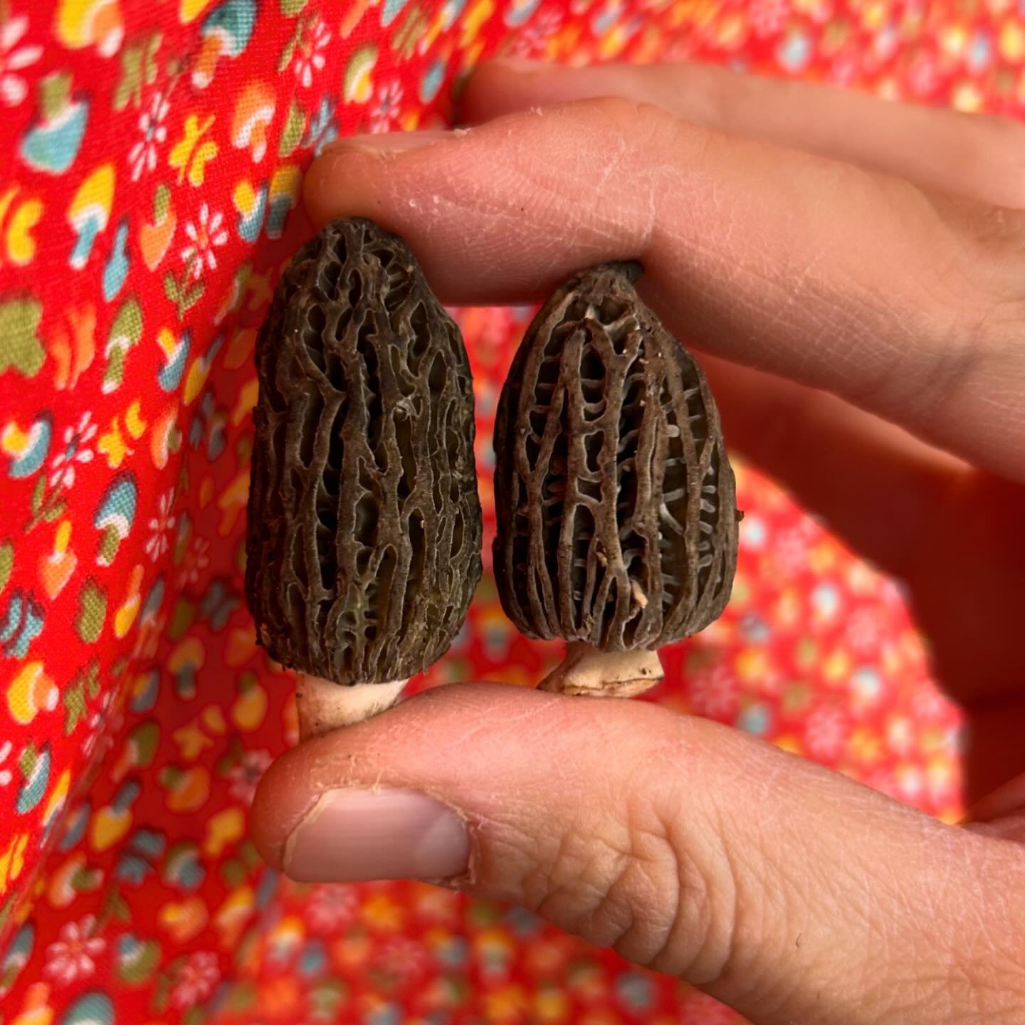 Updates!
.
First of the burn morels in house
.
Plus greens! White aspargus! Nettles, wild fennel, green garlic, fiddle heads
.
Plus more goodies!
.
Should have blonde morels back for tomorrow!
.
Is it risotto and or mushroom soup weather?
.
✌️ 🍜 🍵